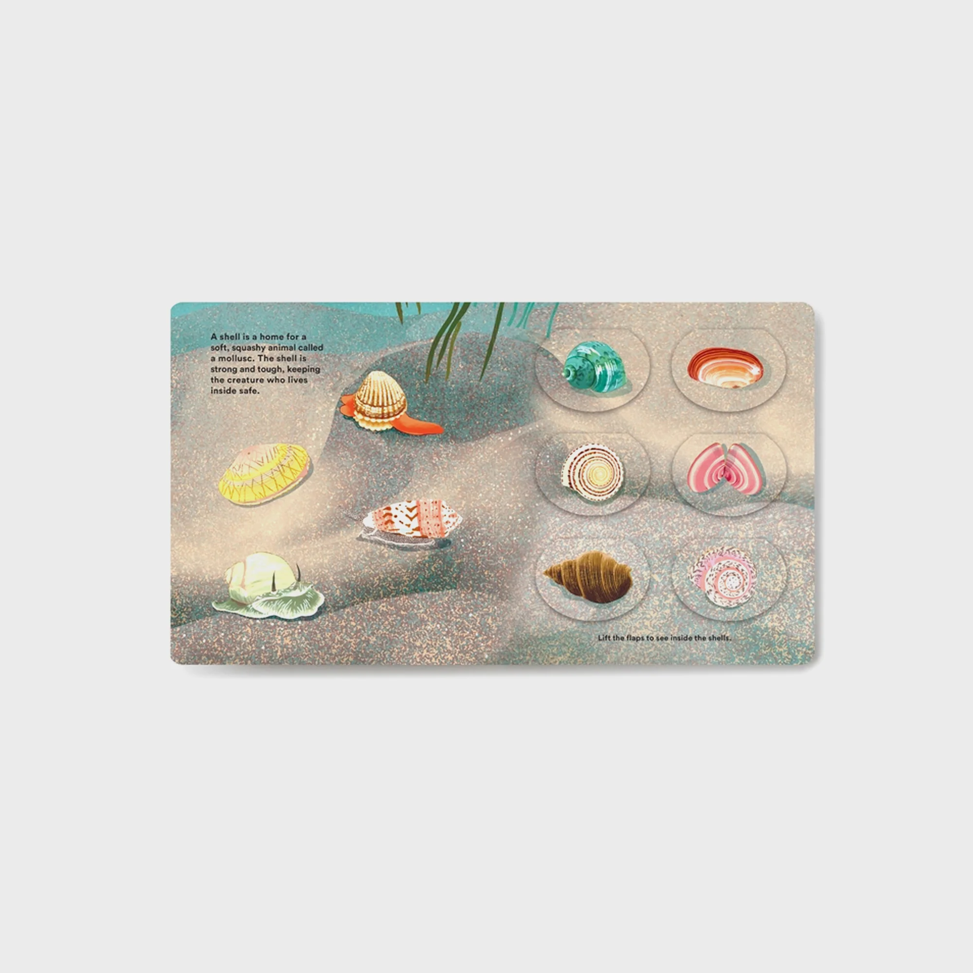 PHAIDON Shells and What They Hide Inside - Image 3