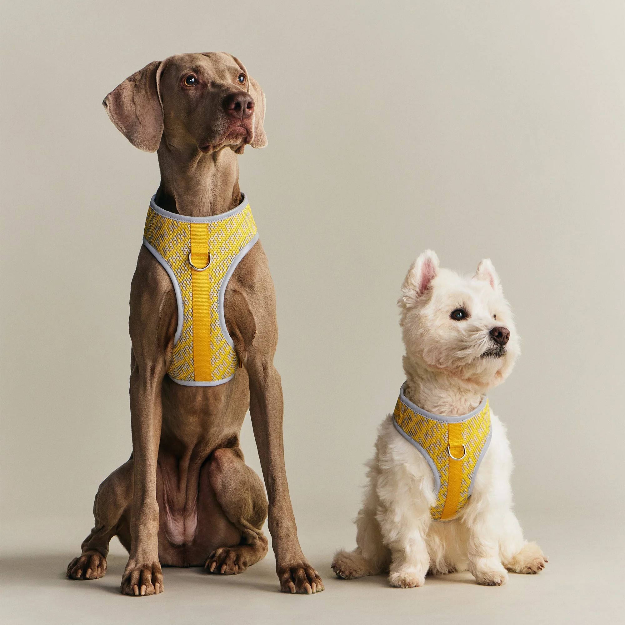 Kith for wagwear Padded Harness - Yellow - Image 3